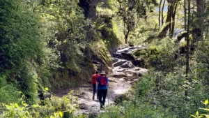 Hiking trail through forest in Bhutan with travelers walking