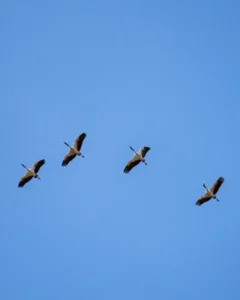 Four cranes flying together across a bright blue sky.