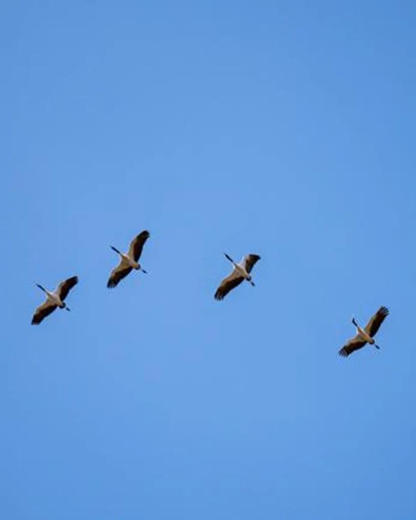 Four cranes flying together across a bright blue sky.